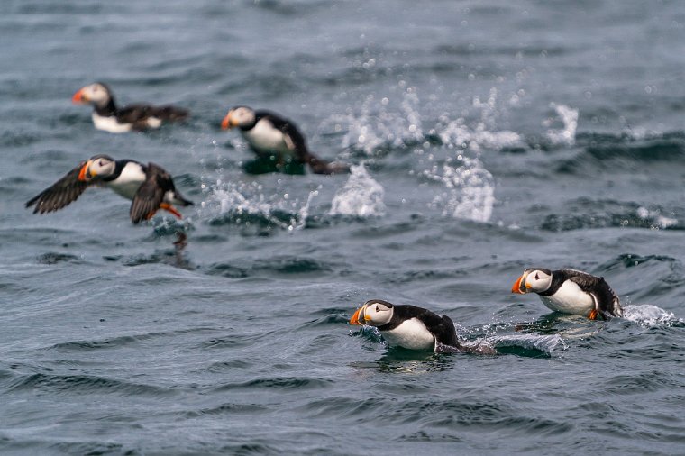 014 Farne eilanden, papegaaiduiker.jpg